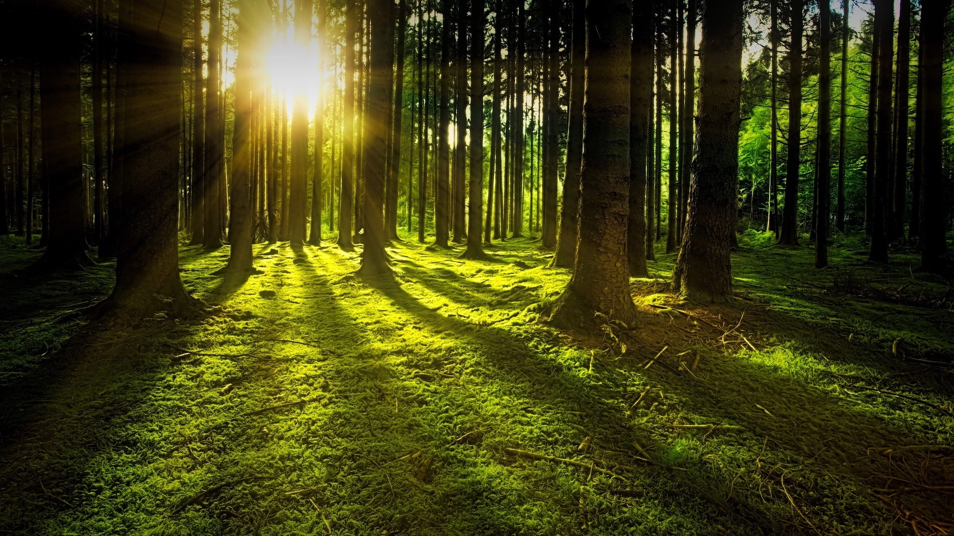 trees-3294681_1920.webp?v=